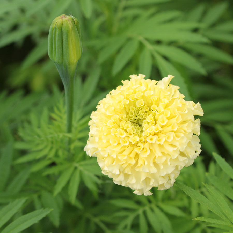 マリーゴールド マリーゴールド】ホワイトスワン | カクタ花農場