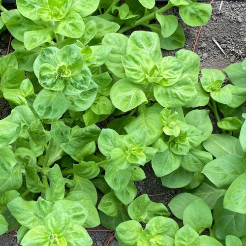 Basil1