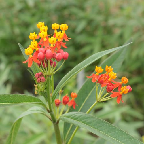 asclepias-r900