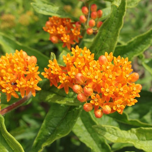 asclepias-t900