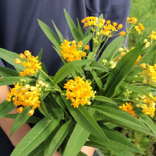 asclepias-y1