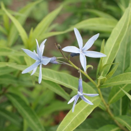 cyouji