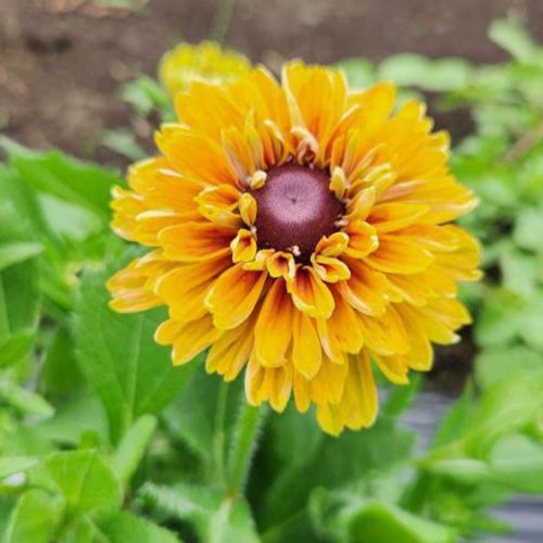 heliopsis1