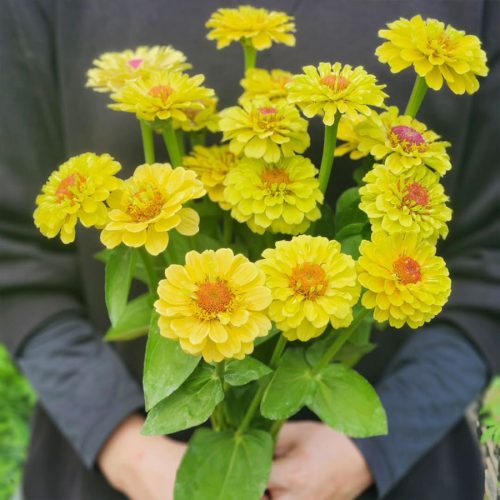lemonpeach3