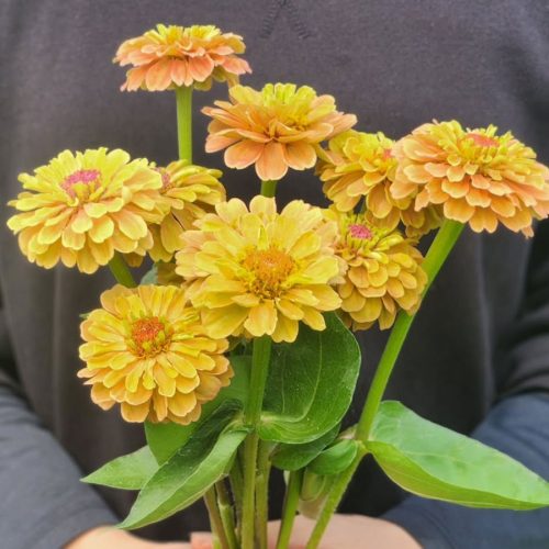 limeorange1